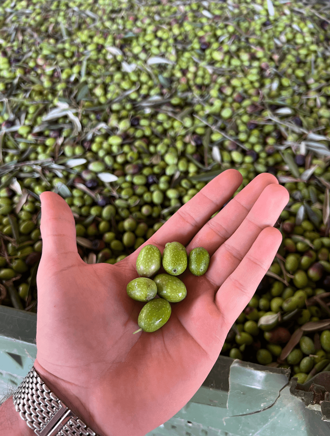 Olive fresche del nostro uliveto