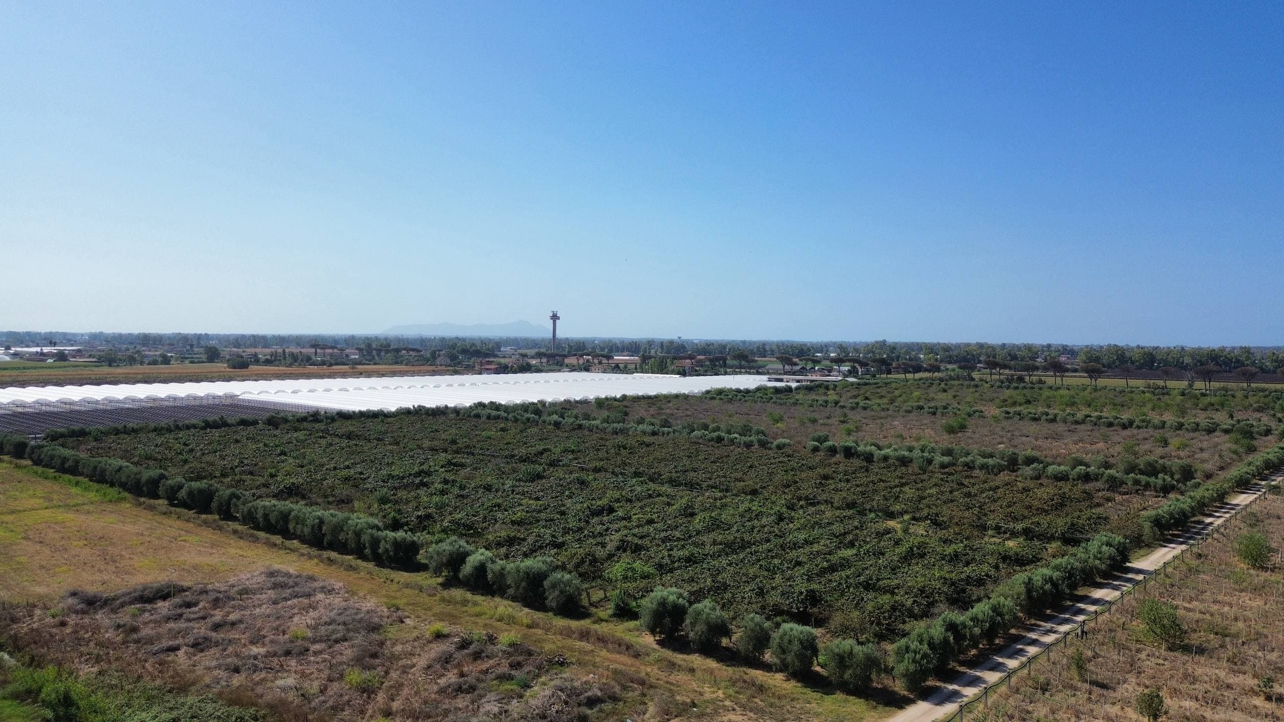 Gli uliveti e le serre dell'azienda a Bocca di Fiume, visti dall'alto, con i Monti Lepini all'orizzonte