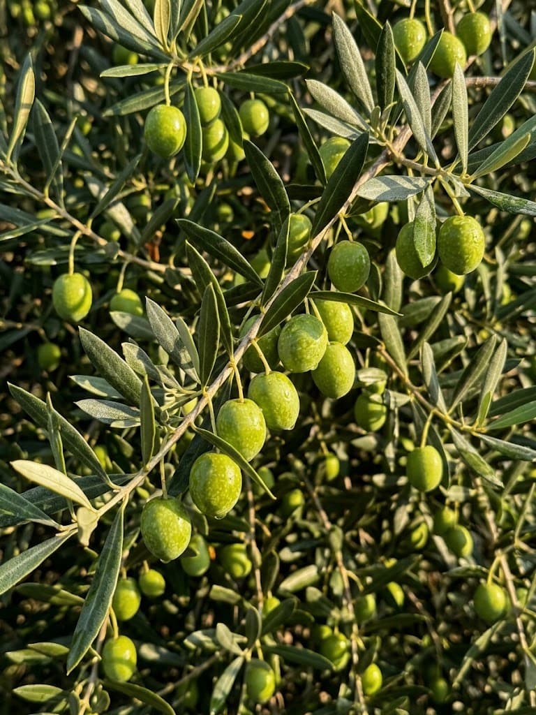 Olive appena raccolte nell'uliveto OsFlumen